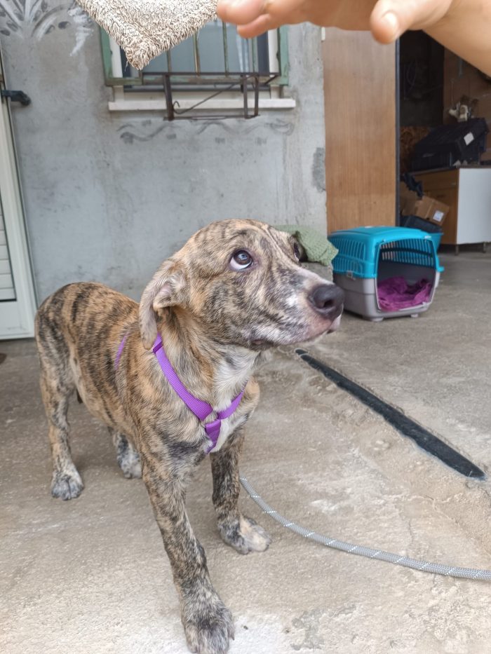 Poldo meraviglioso cucciolo dal manto tigrato cerca casa - media 6