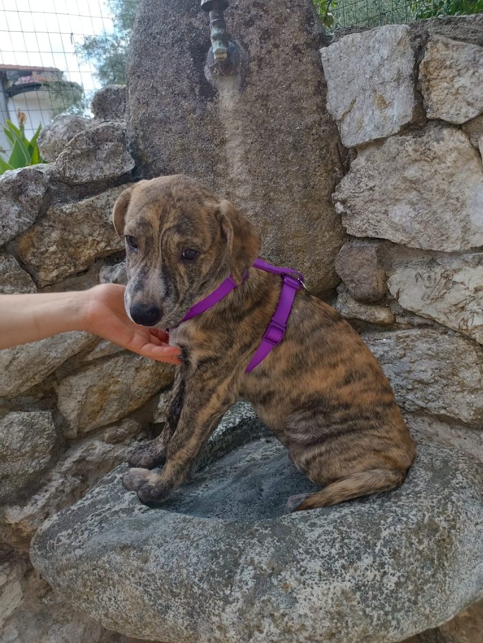 Poldo meraviglioso cucciolo dal manto tigrato cerca casa - media 7