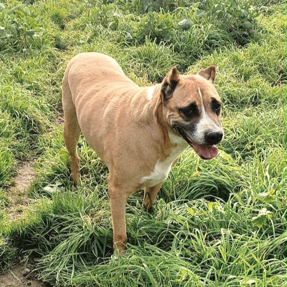 AKIRA UNA SPLENDIDA MIX AMSTAFF