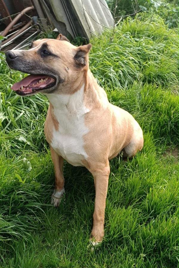 AKIRA UNA SPLENDIDA MIX AMSTAFF - media 5