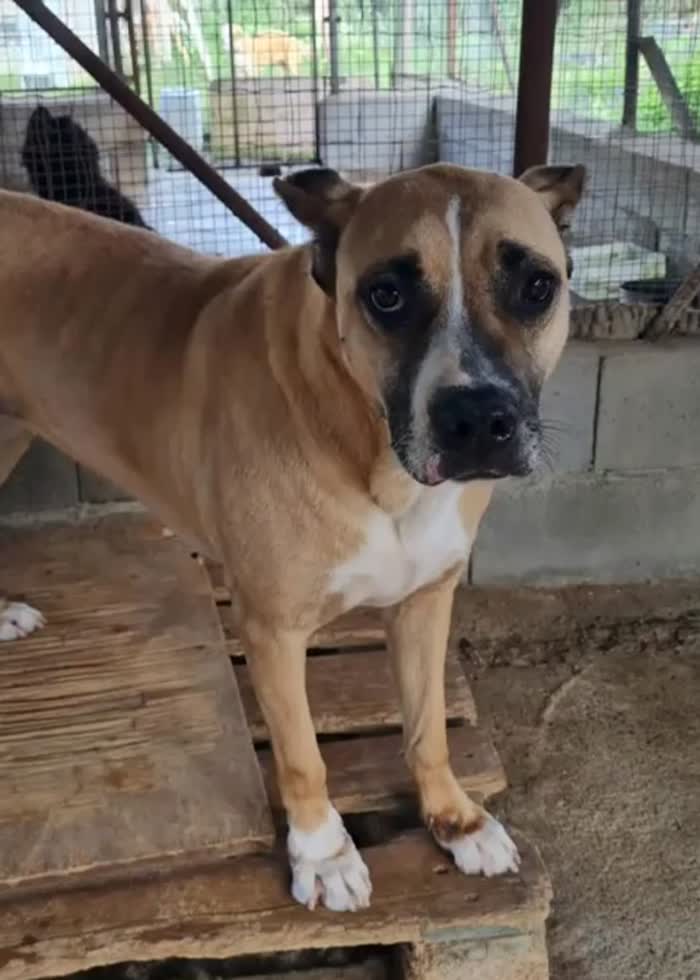 AKIRA UNA SPLENDIDA MIX AMSTAFF - media 10