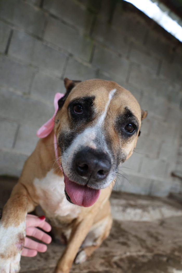 AKIRA UNA SPLENDIDA MIX AMSTAFF - media 9