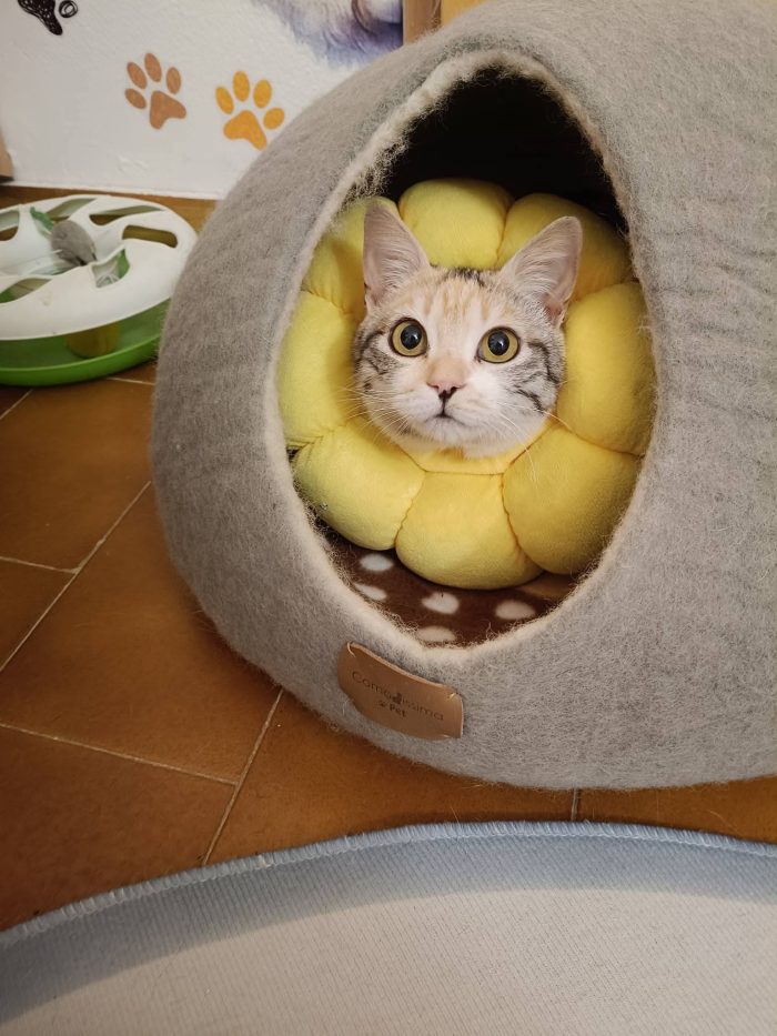 IRIDELLA, dolce micina in adozione!
