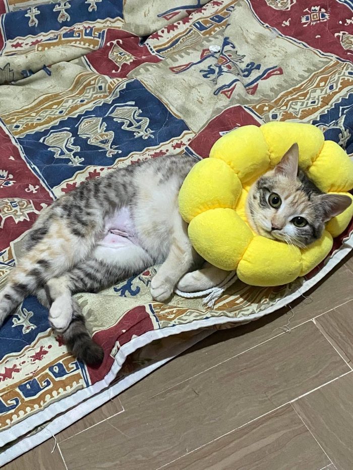 IRIDELLA, dolce micina in adozione! - media 7