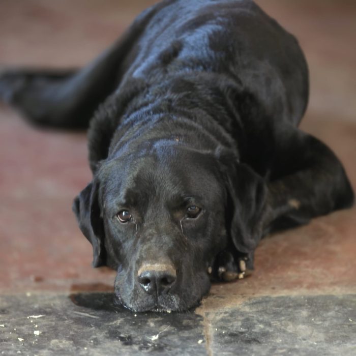 Salvato da maltrattamento cerca una famiglia per sempre - media 4