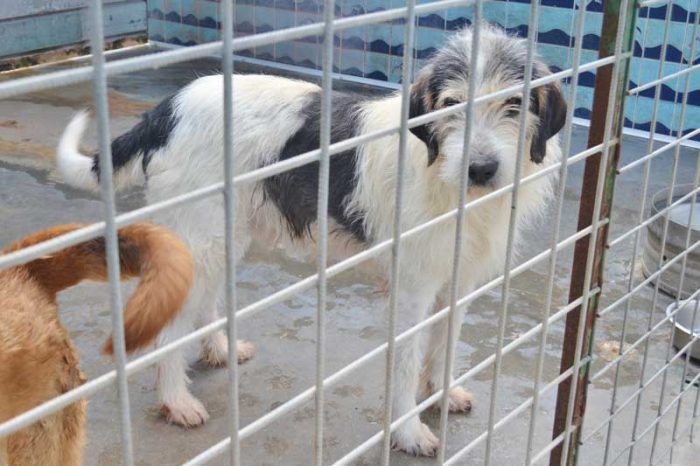 Dante segugio mix griffon bleu de gascogne mollato nel bosco