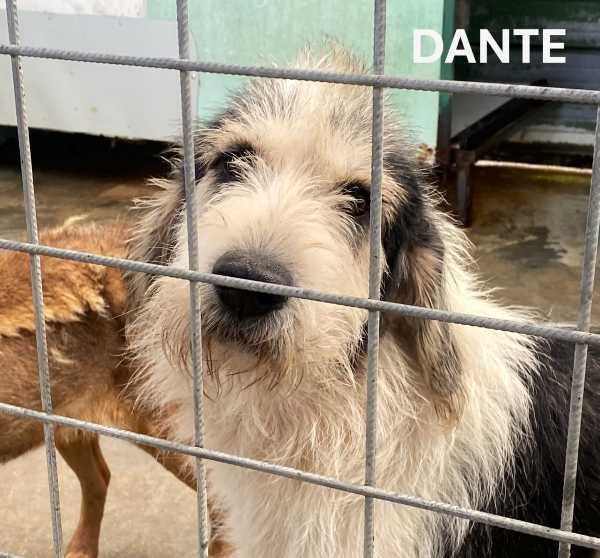 Dante segugio mix griffon bleu de gascogne mollato nel bosco