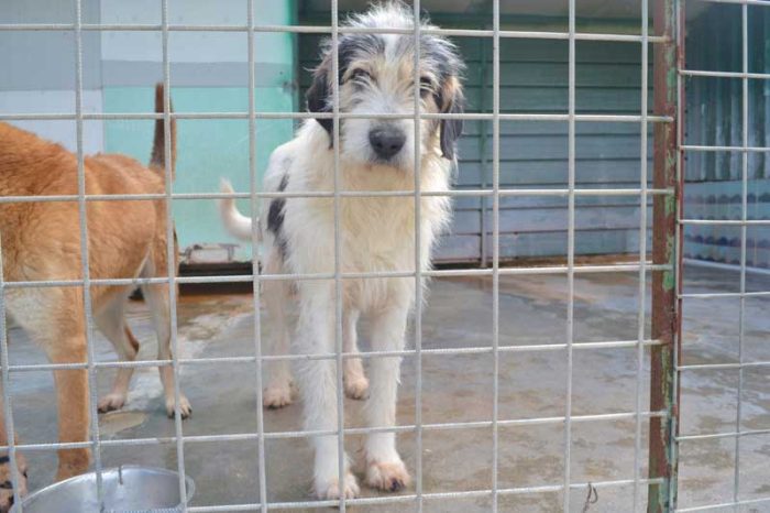 Dante segugio mix griffon bleu de gascogne mollato nel bosco
