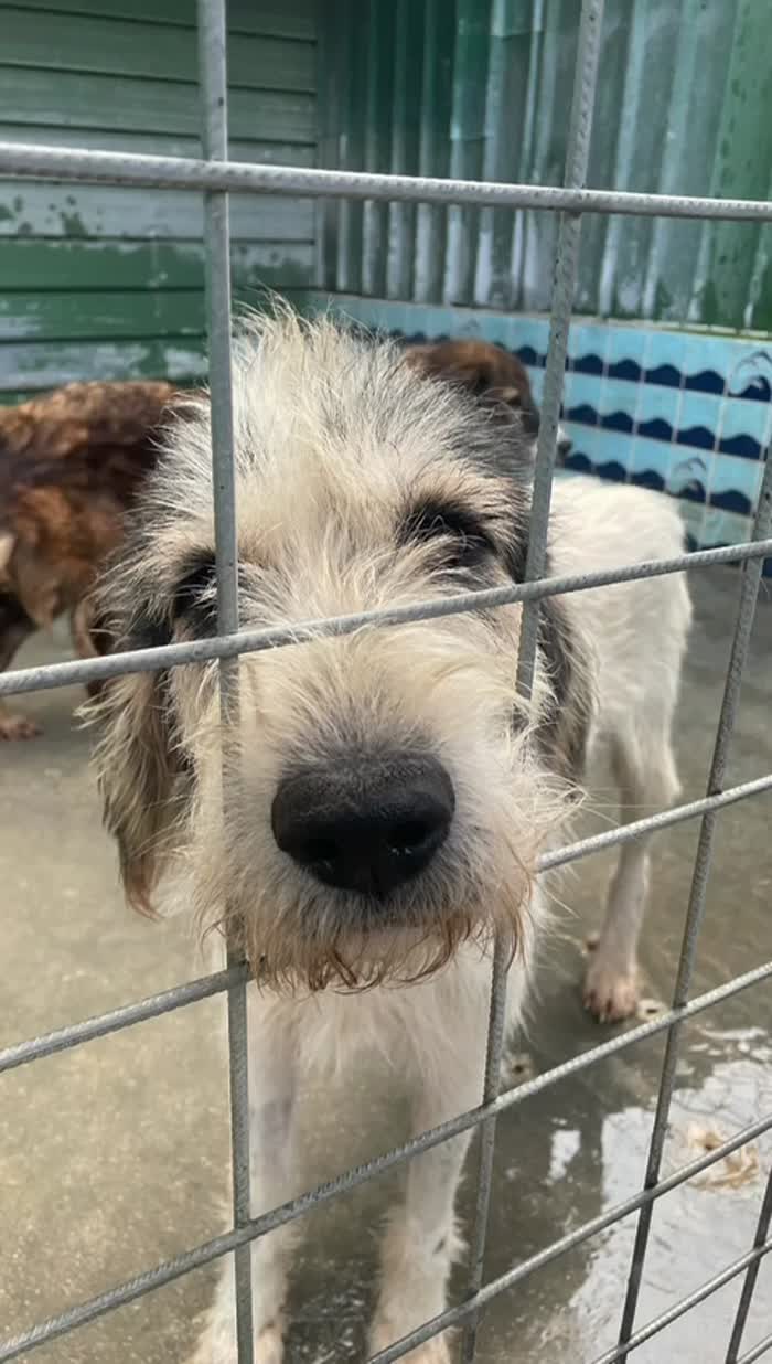Dante segugio mix griffon bleu de gascogne mollato nel bosco - media 6