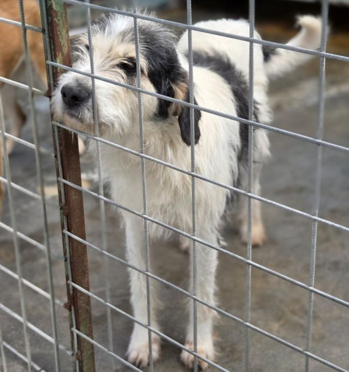 Dante segugio mix griffon bleu de gascogne mollato nel bosco - media 5