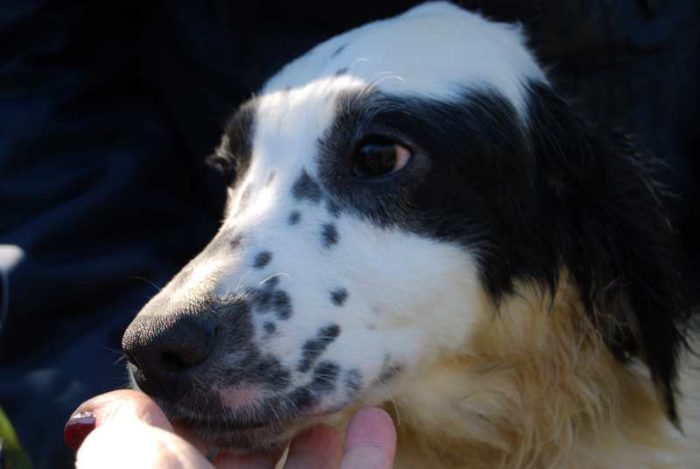 Nadine incrocio setter cerca famiglia paziente e scatenata
