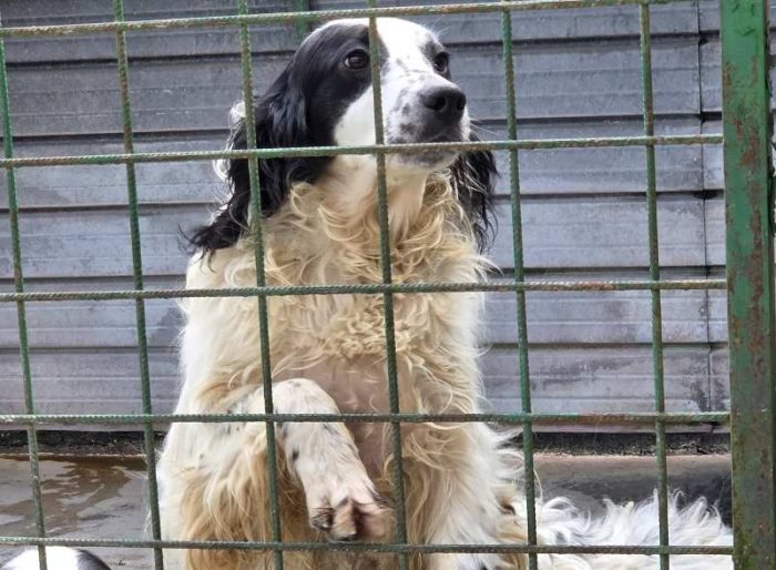 Nadine incrocio setter cerca famiglia paziente e scatenata