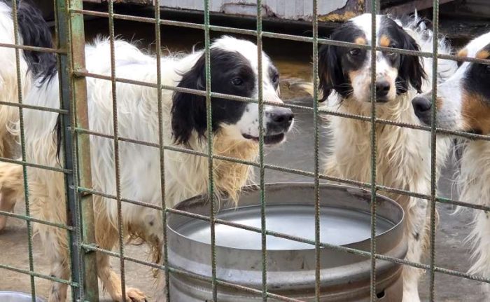 Nadine incrocio setter cerca famiglia paziente e scatenata - media 4