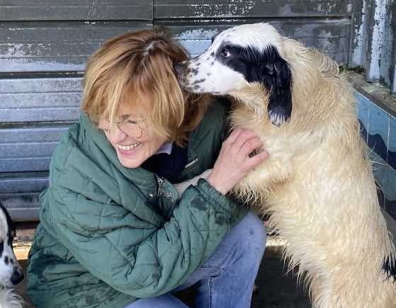 Nadine incrocio setter cerca famiglia paziente e scatenata