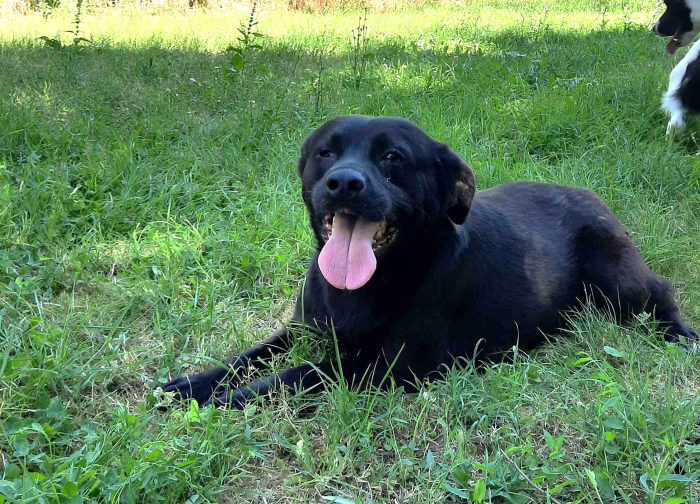 Petunia simil labrador, giocosa e affettuosa