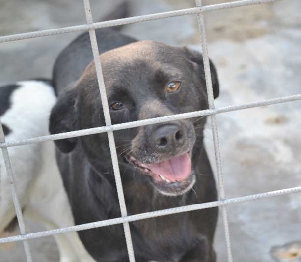 Petunia simil labrador, giocosa e affettuosa