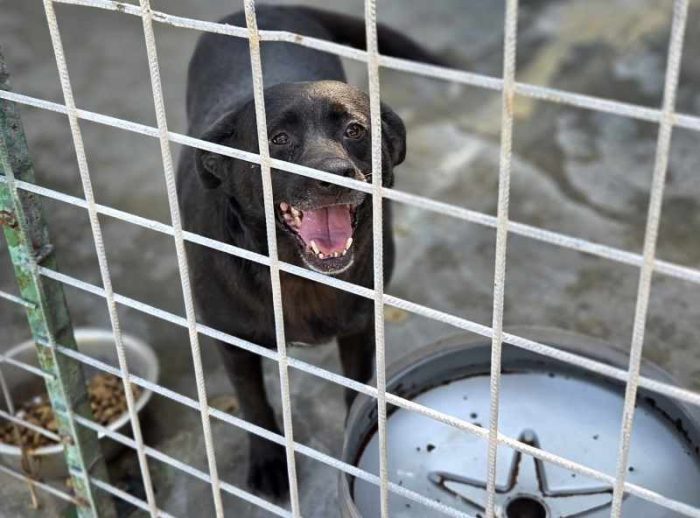 Petunia simil labrador, giocosa e affettuosa - media 4
