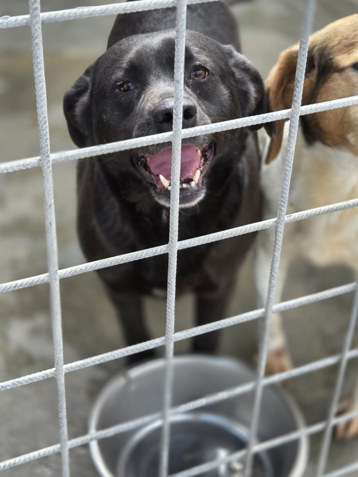 Petunia simil labrador, giocosa e affettuosa - media 5