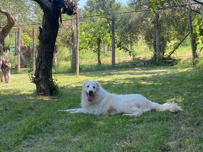 Billy una montagna di dolcezza - media 5