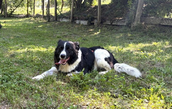 Scout meraviglioso border collie