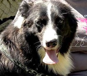 Scout meraviglioso border collie