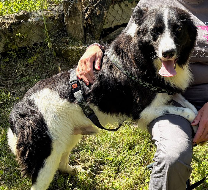 Scout meraviglioso border collie