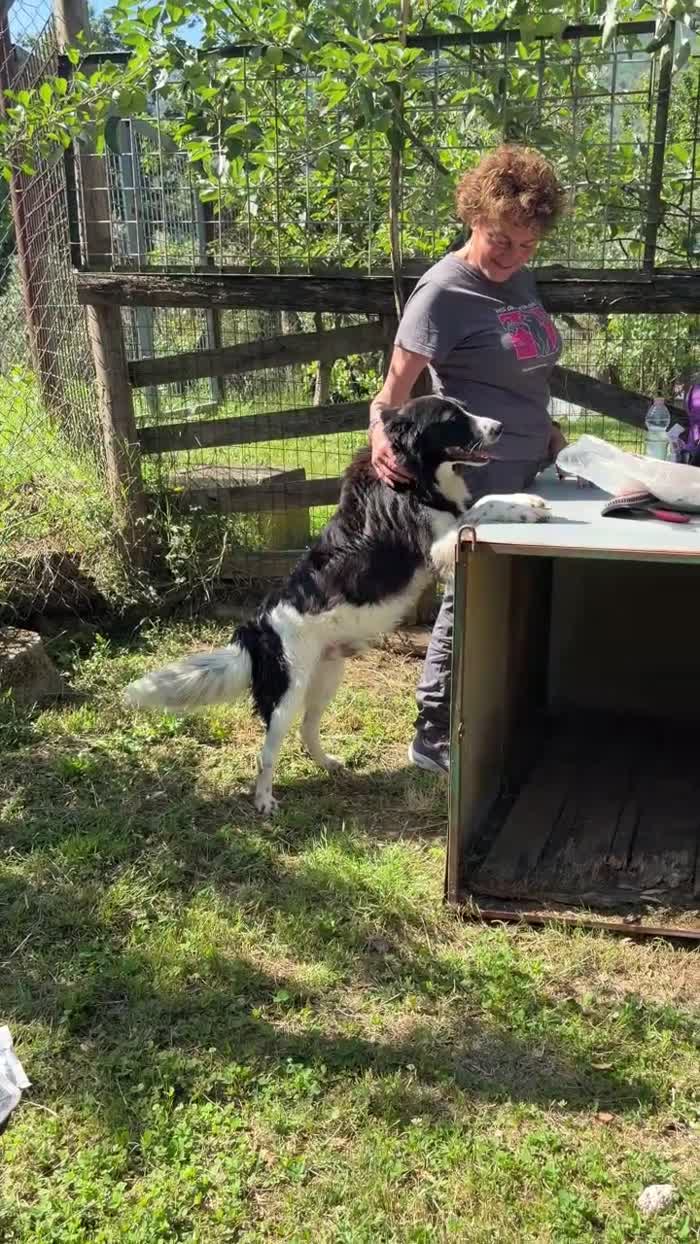 Scout meraviglioso border collie - media 5