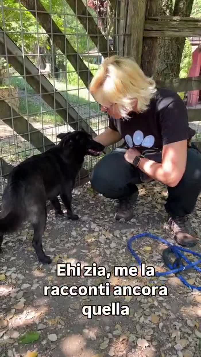 Zorro, simil lupetto in miniatura - media 4