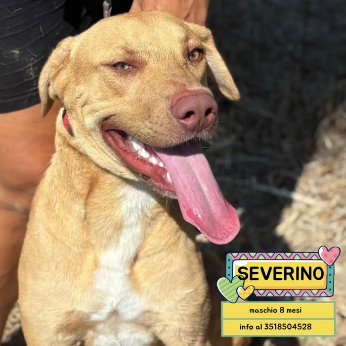 Severino cucciolone 8 mesi cerca casa - in adozione
