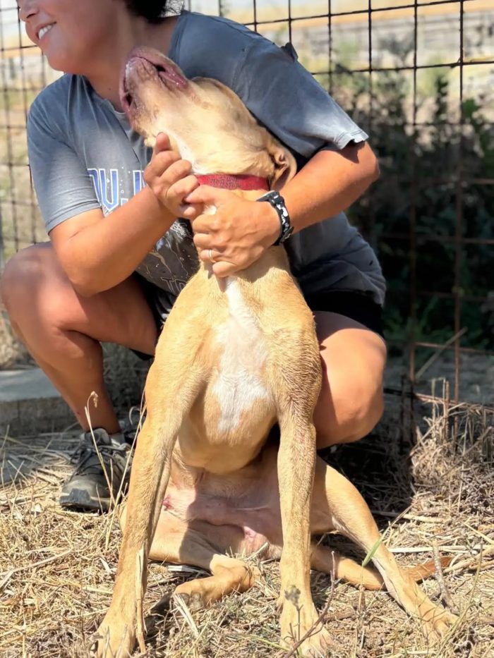 Severino cucciolone 8 mesi cerca casa - in adozione