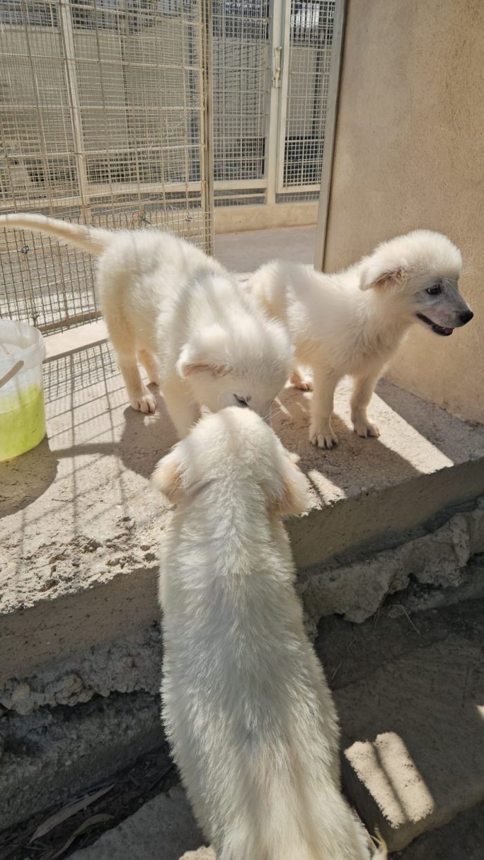 Lella: 3 mesi taglia media - media 8