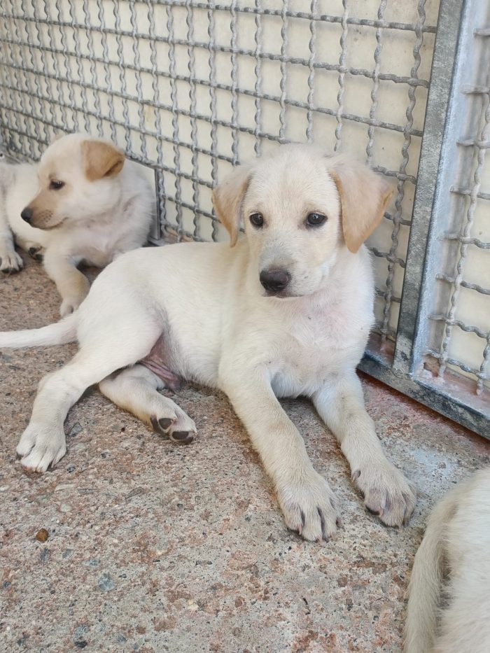 Zeus cucciolo simil labrador bello come un Dio greco