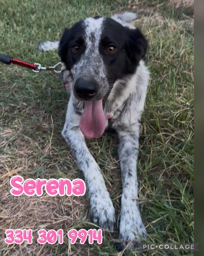 Serena vi aspetta - media 5