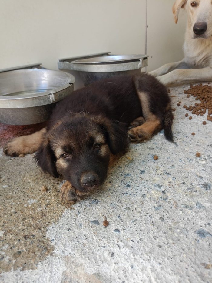 Romeo dolcissimo cucciolo di lupetto