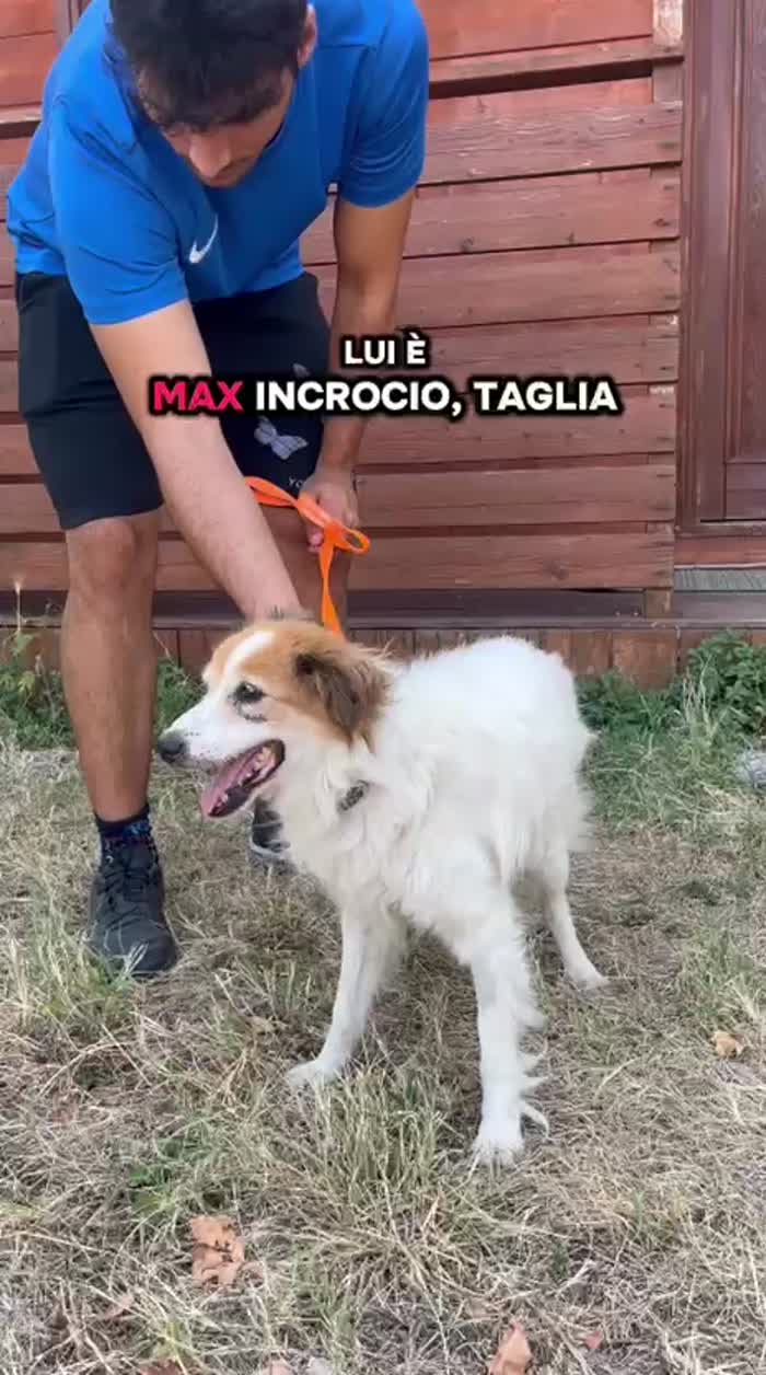 MAX CERCA AMORE PER SEMPRE - media 5