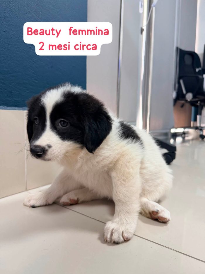 Beauty dolcissima cucciola simil border collie