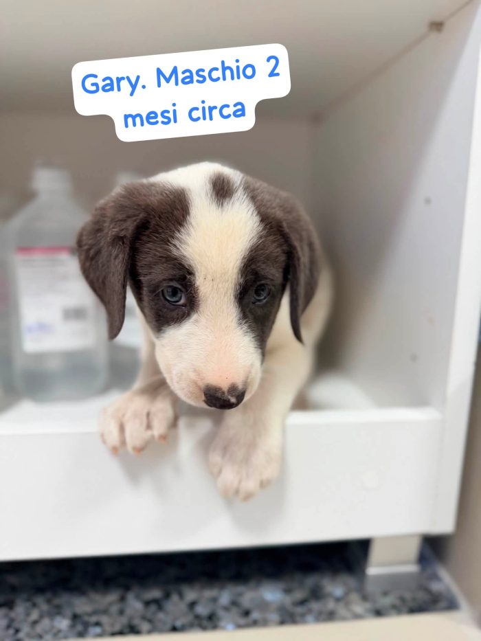 Gary un cucciolo praticamente bellissimo