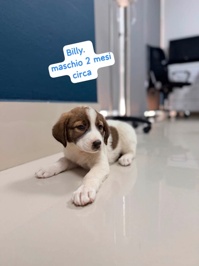 Billy un cucciolo praticamente bellissimo