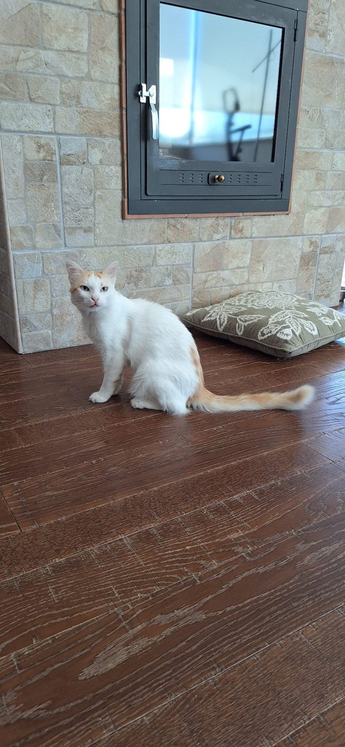 Gatto dagli occhi color ghiaccio cerca casa