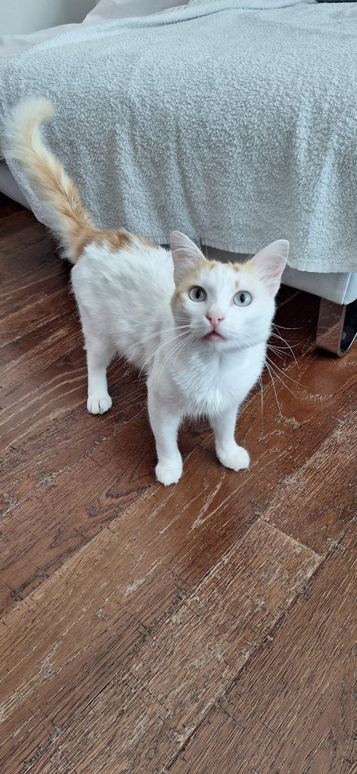 Gatto dagli occhi color ghiaccio cerca casa