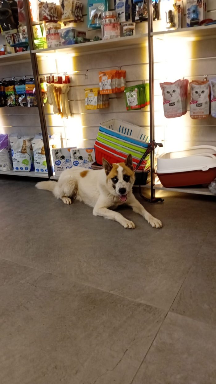 Ronny, un dolce meticcio in cerca di famiglia