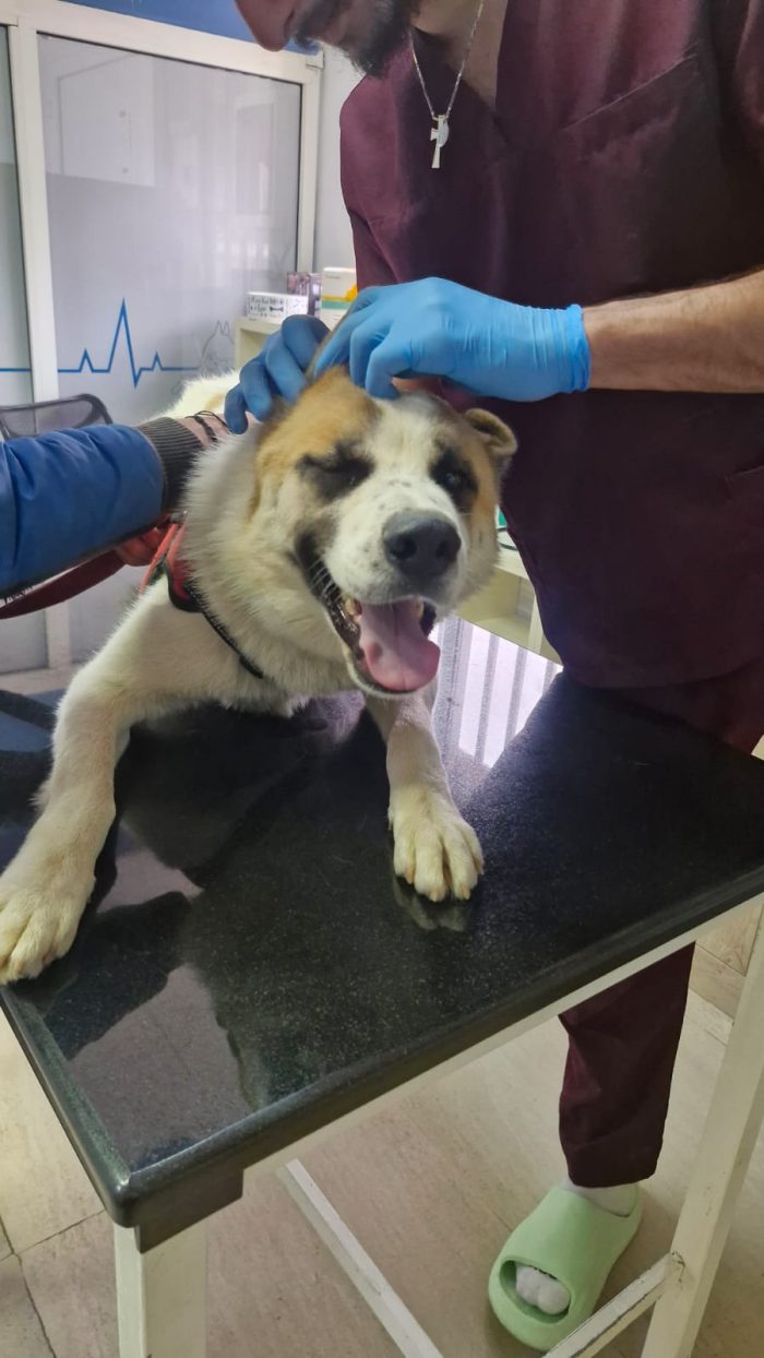 Ronny, un dolce meticcio in cerca di famiglia