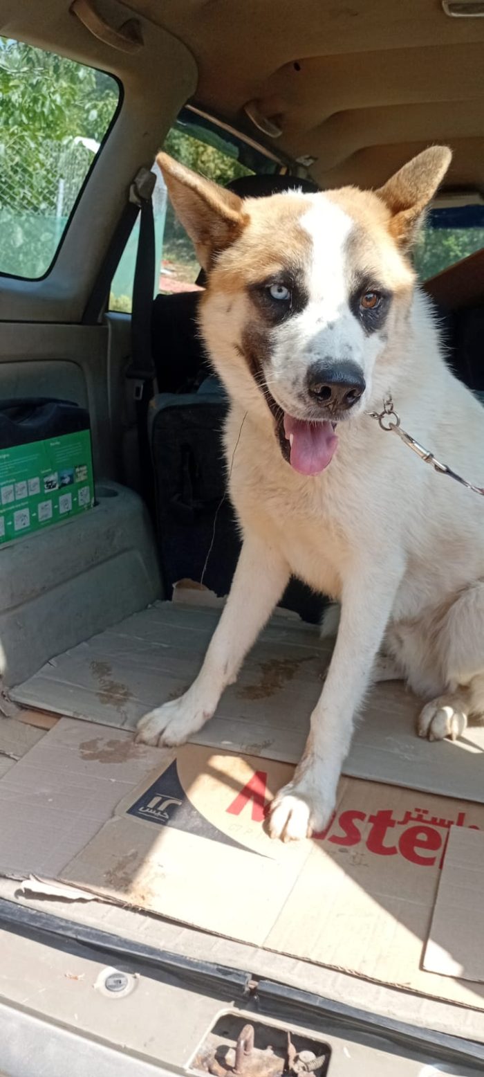 Ronny, un dolce meticcio in cerca di famiglia