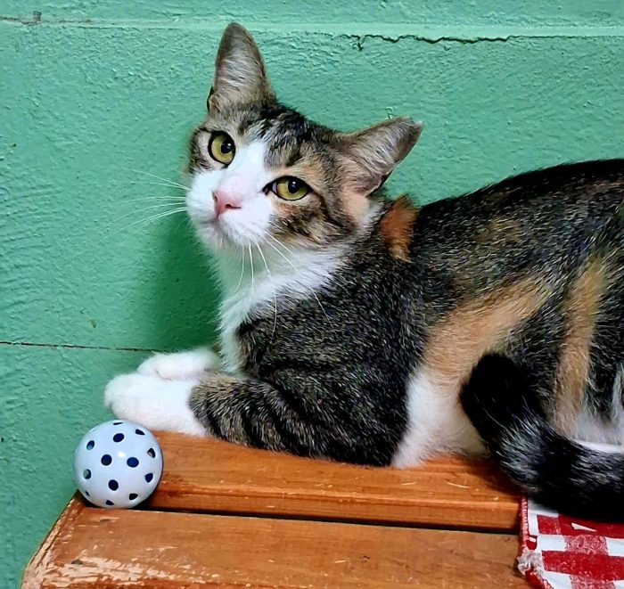 PENELOPE DELIZIOSA GATTINA