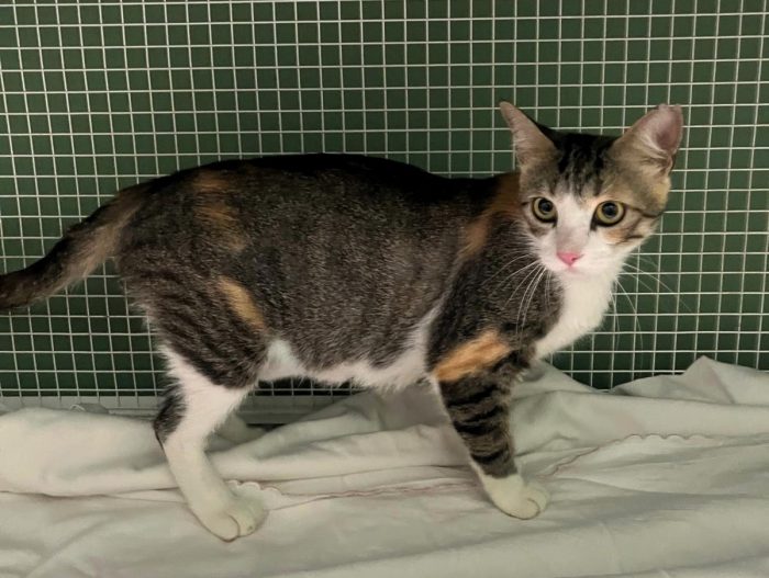 PENELOPE DELIZIOSA GATTINA - media 4
