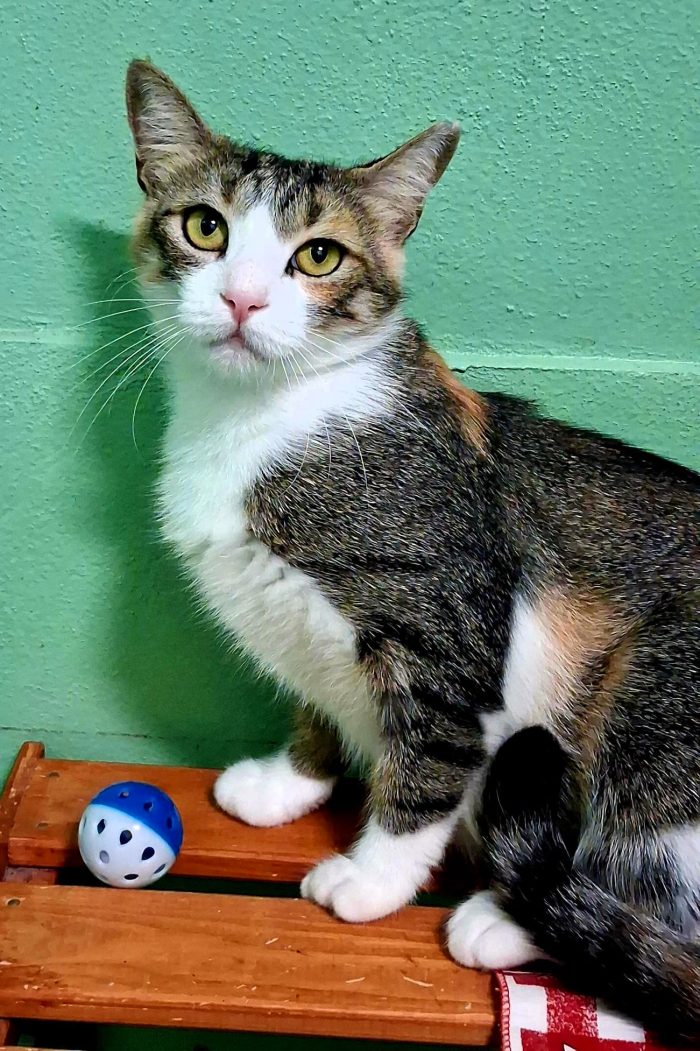 PENELOPE DELIZIOSA GATTINA