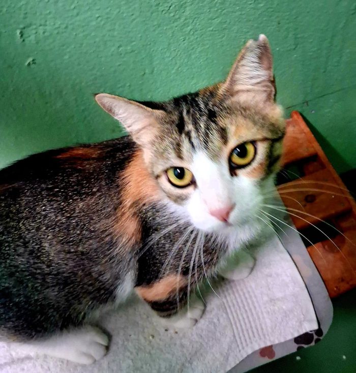 PENELOPE DELIZIOSA GATTINA