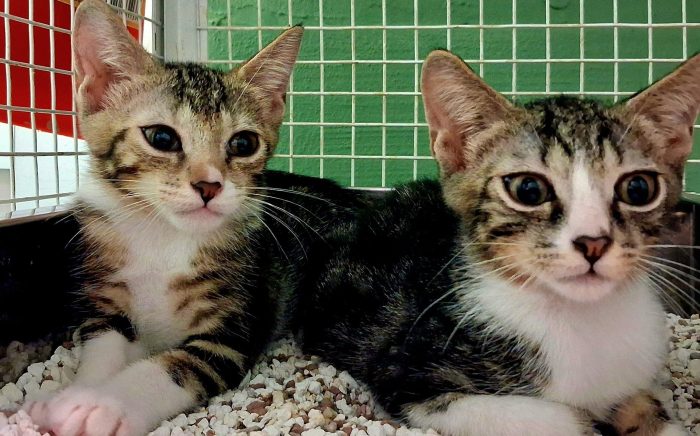 PIA E PIO DOLCISSIMI FRATELLINI