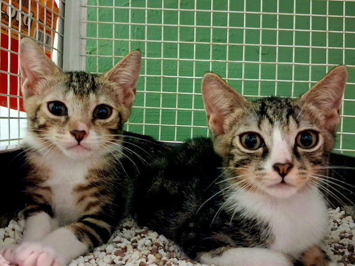 PIA E PIO DOLCISSIMI FRATELLINI