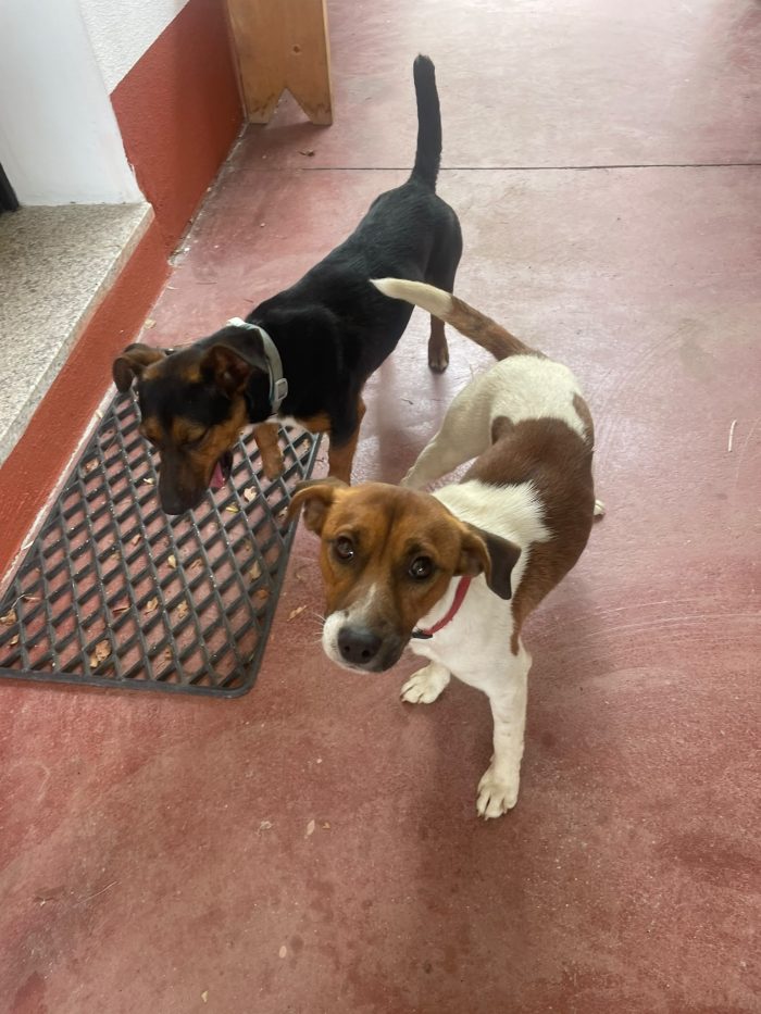 2maschietti 1anno,5kg,legatissimi. SOS ADOZIONE IN COPPIA. A FINE MESE SARANNO IN STRADA SARDEGNA - media 4